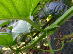 Passiflora quadrangularis