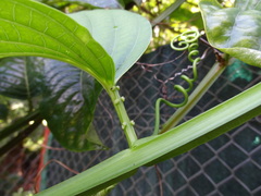Passiflora quadrangularis