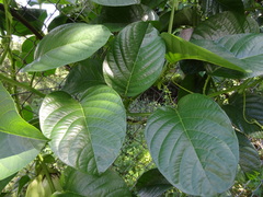 Passiflora quadrangularis