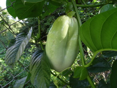 Passiflora quadrangularis