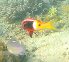 Parupeneus barberinoides