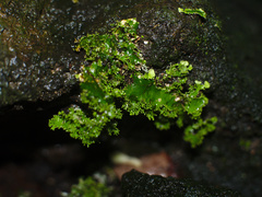 Pseudocyphellaria multifida