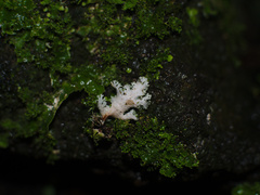 Pseudocyphellaria multifida