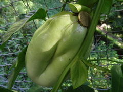 Passiflora quadrangularis