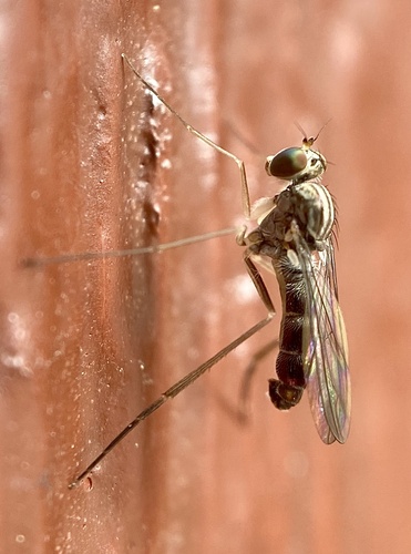 Neurigona albospinosa