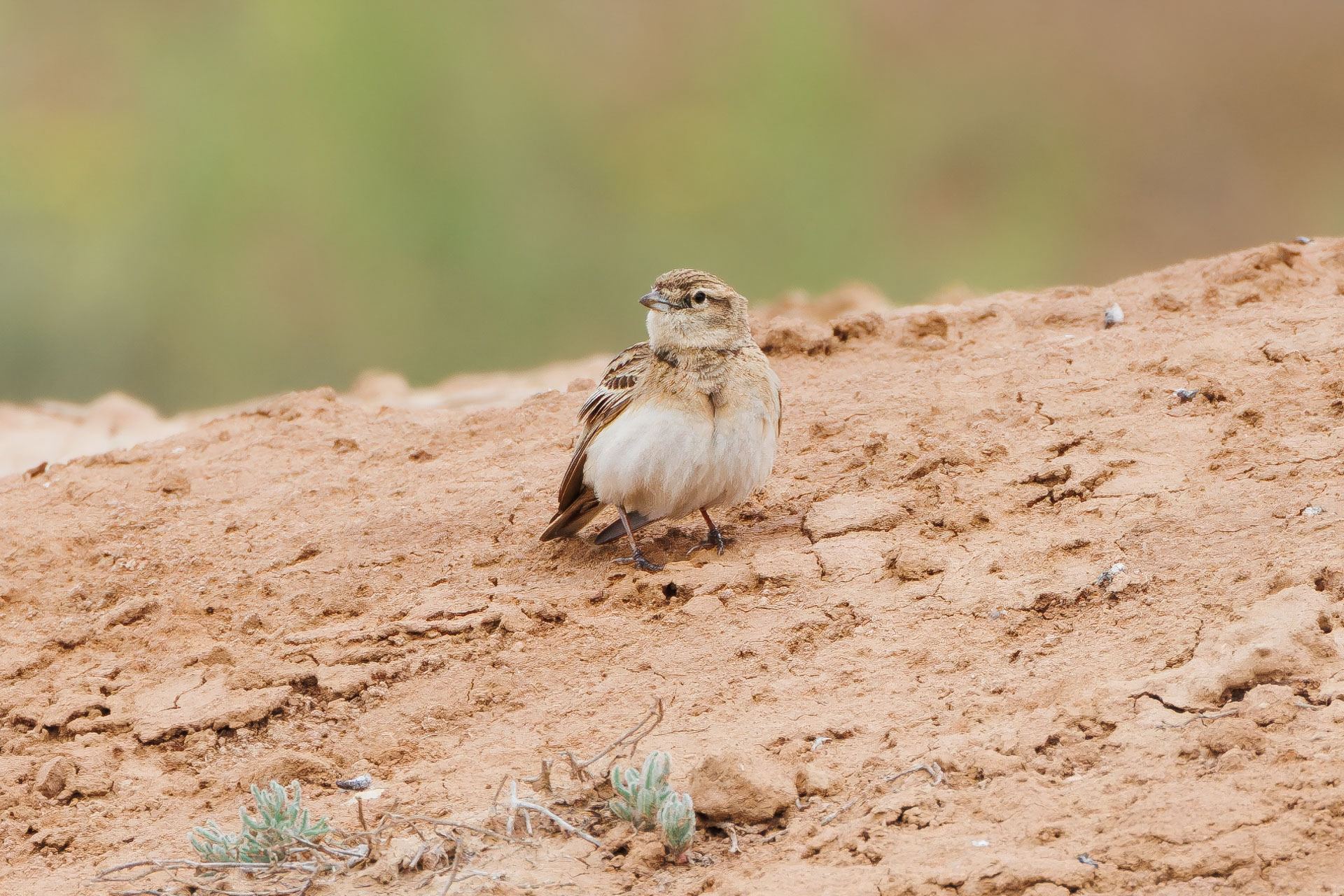 Greater Short-toed Lark