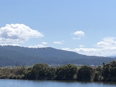 Pelecanus occidentalis