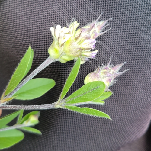 Piedmont breadroot (Pediomelum piedmontanum)