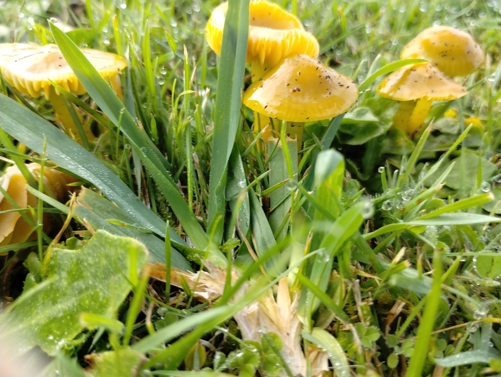 Gliophorus psittacinus · May 2025 · photo: © notdoriangray (iNaturalist, cc-by)