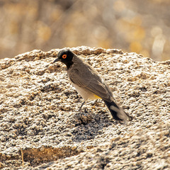 Pycnonotus nigricans