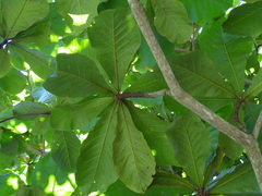 Terminalia catappa