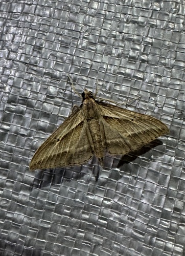 Omiodes accepta observed 2025-04-24