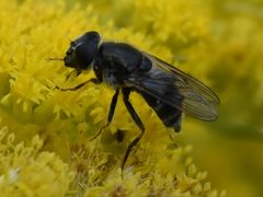 Cheilosia caerulescens