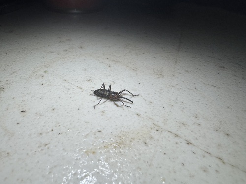 Nesotocus kauaiensis observed 2025-04-25