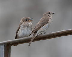 Muscicapa striata tyrrhenica