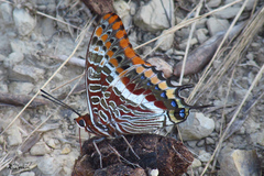 Charaxes jasius
