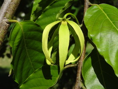 Cananga odorata