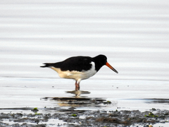 Haematopus ostralegus