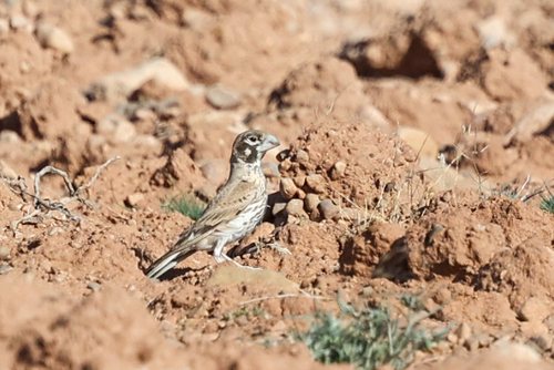 Thick-billed Lark (Ramphocoris clotbey), photo 3
