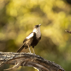 Myrmecocichla arnotti