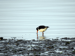 Haematopus ostralegus