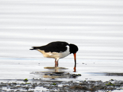 Haematopus ostralegus