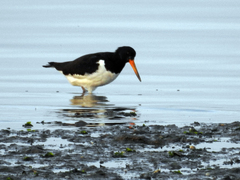 Haematopus ostralegus