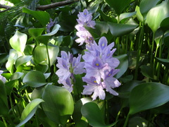 Pontederia crassipes