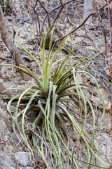 Hechtia sphaeroblasta (Hechtia sphaeroblasta)