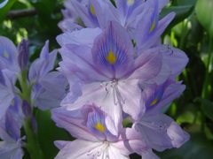 Pontederia crassipes