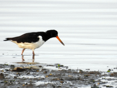 Haematopus ostralegus