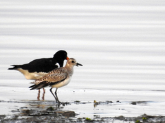 Haematopus ostralegus