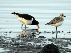 Haematopus ostralegus