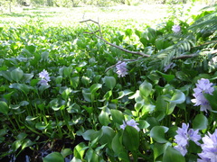 Pontederia crassipes