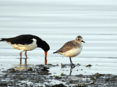 Haematopus ostralegus
