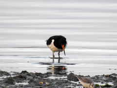 Haematopus ostralegus