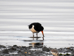 Haematopus ostralegus