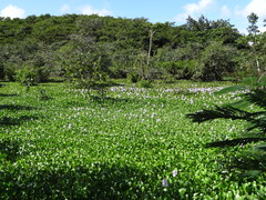 Pontederia crassipes
