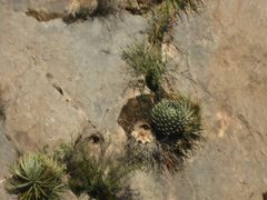 Agave victoriae-reginae