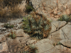 Hechtia mapimiana