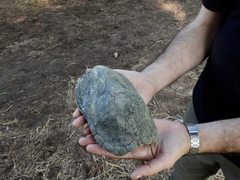 Kinosternon durangoense