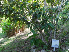 Syzygium samarangense