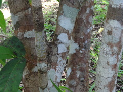 Syzygium samarangense