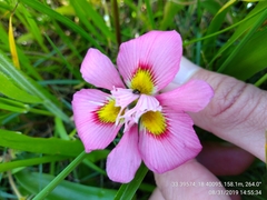 Moraea tricolor