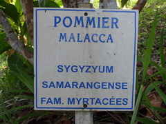 Syzygium samarangense