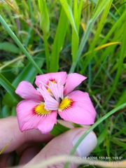 Moraea tricolor