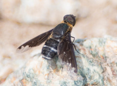Hemipenthes velutina