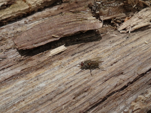 Leucophora marylandica