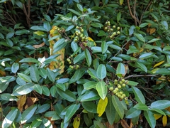 Pieris floribunda