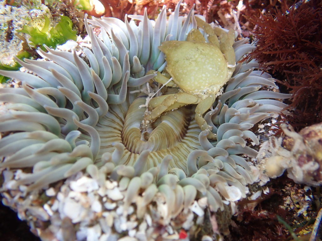 globose kelp crab